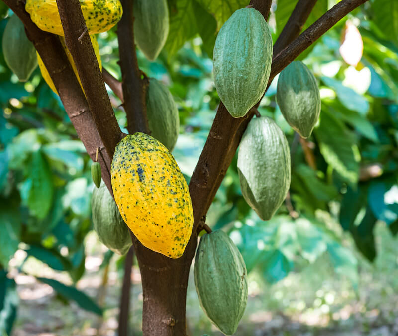 Dominica relaunches its cocoa sector to compete on global market