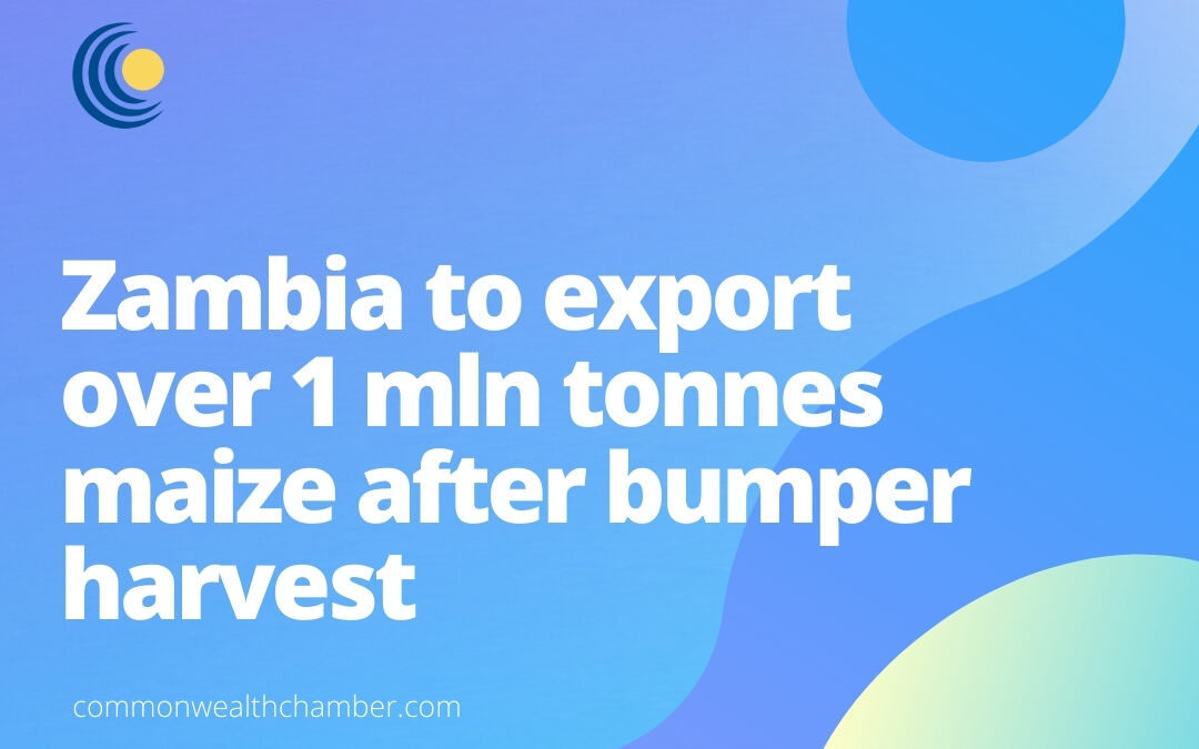 Zambia to export over 1 mln tonnes maize after bumper harvest