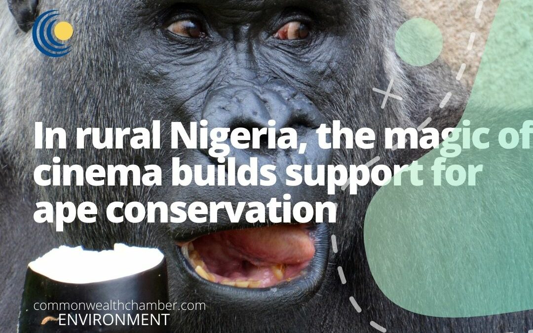 In rural Nigeria, the magic of cinema builds support for ape conservation