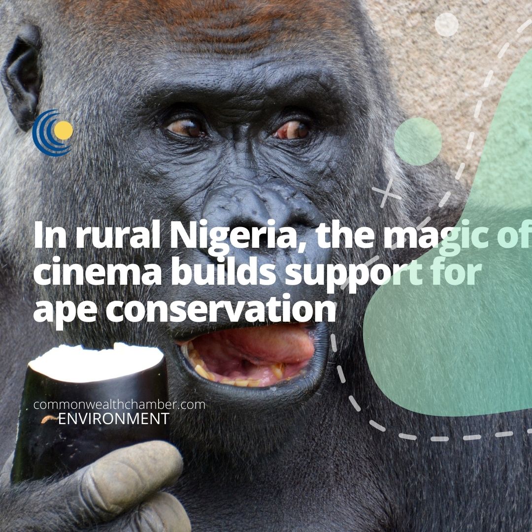 In rural Nigeria, the magic of cinema builds support for ape conservation