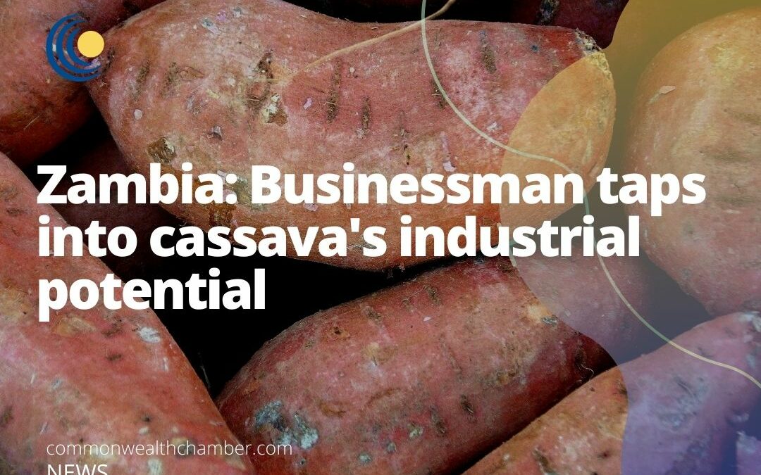 Zambia: Businessman taps into cassava’s industrial potential