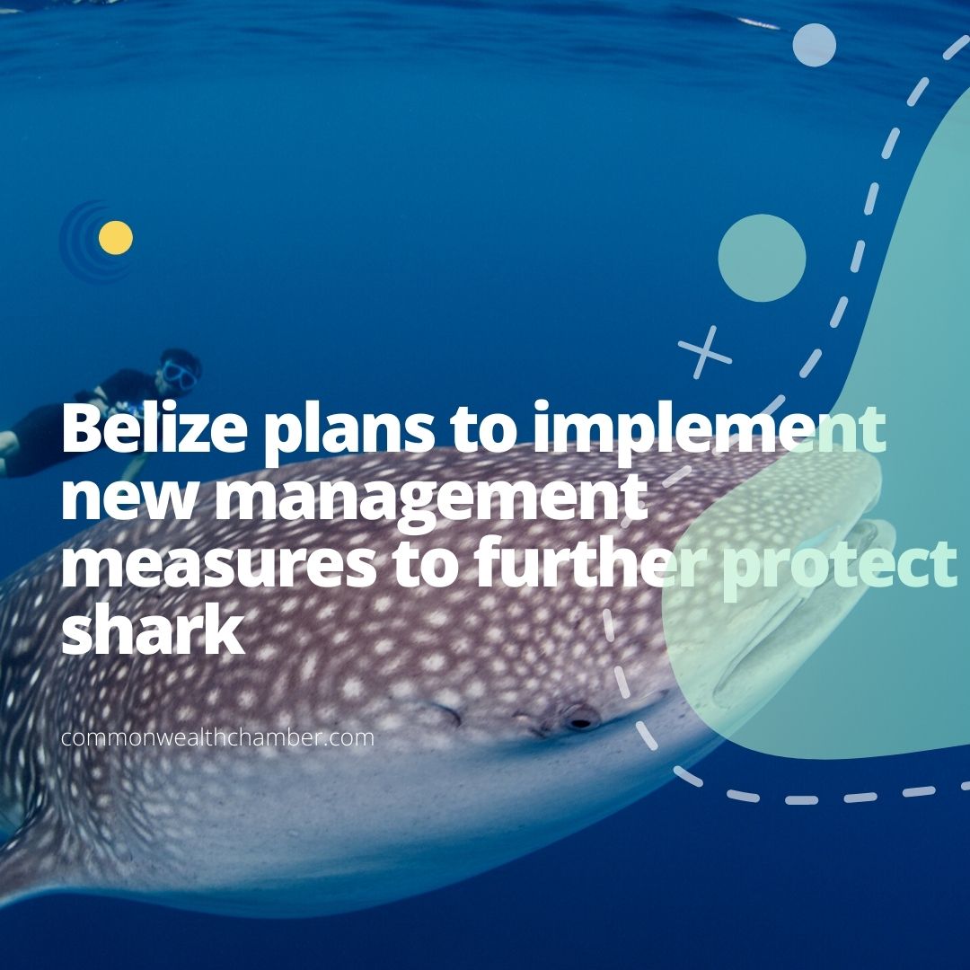 Belize extends protection for sharks after research documents show population decline