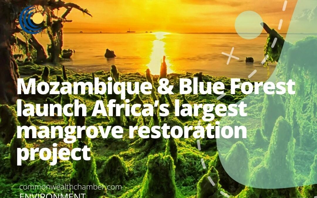 Mozambique & Blue Forest launch Africa’s largest mangrove restoration project