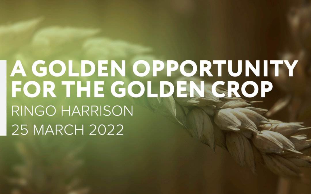 A Golden Opportunity for the Golden Crop