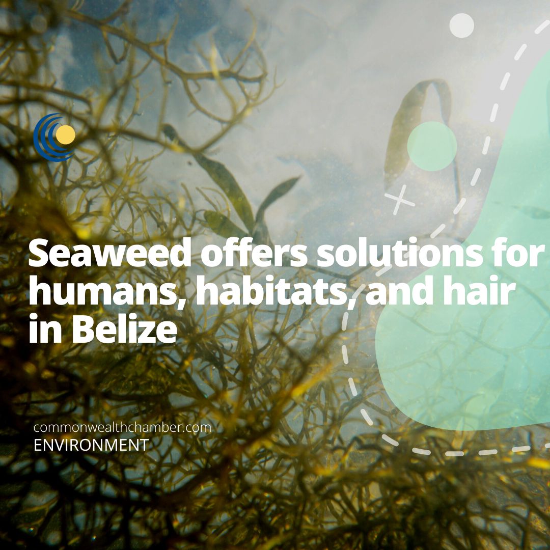 Seaweed offers solutions for humans, habitats, and hair in Belize