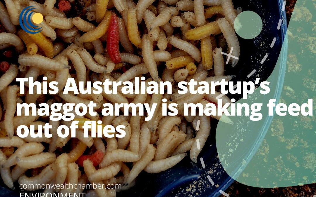 This Australian startup’s maggot army is making feed out of flies