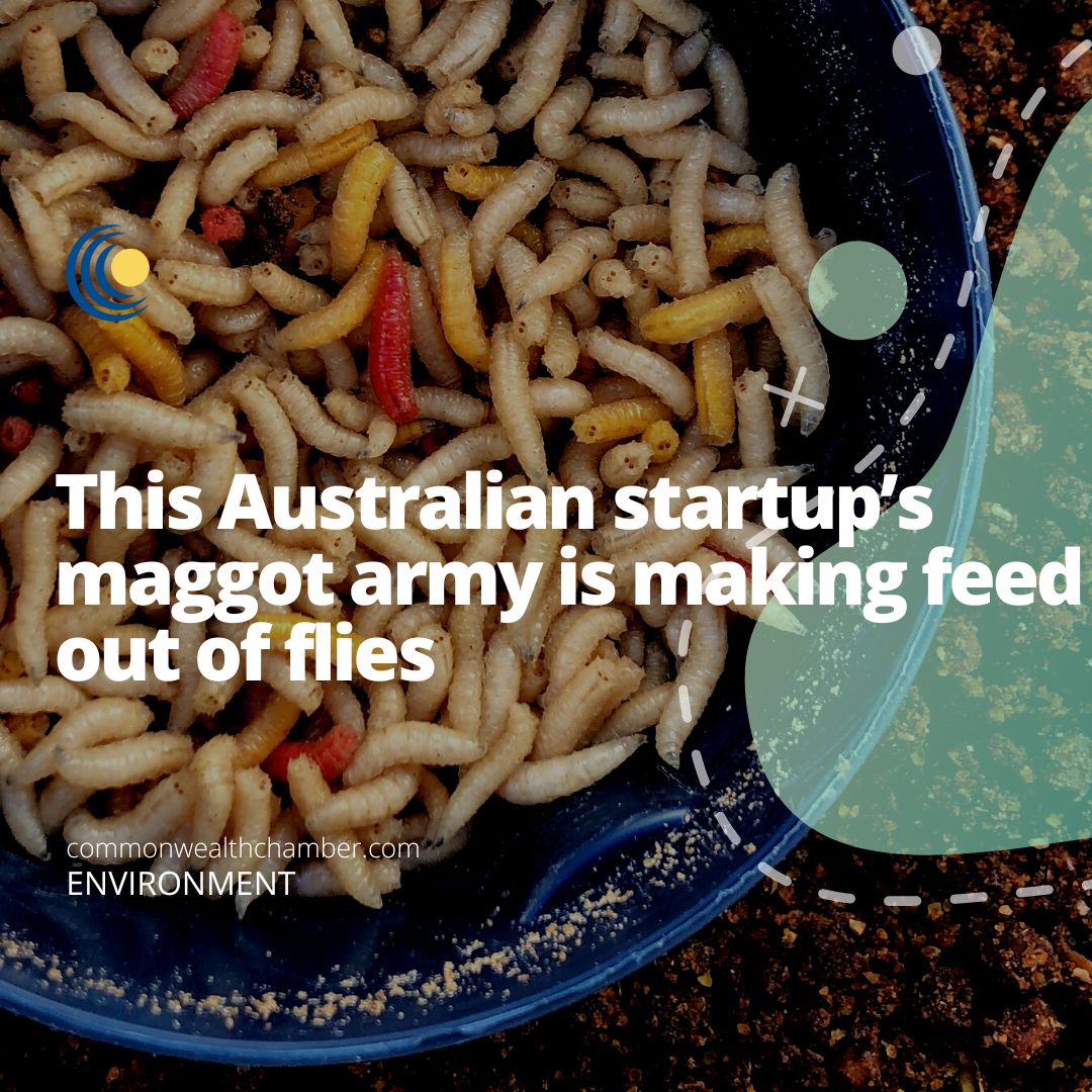 This Australian startup’s maggot army is making feed out of flies