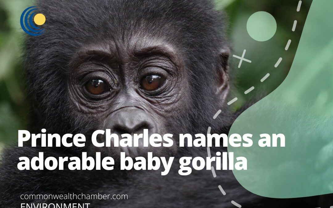 Prince Charles names an adorable baby gorilla