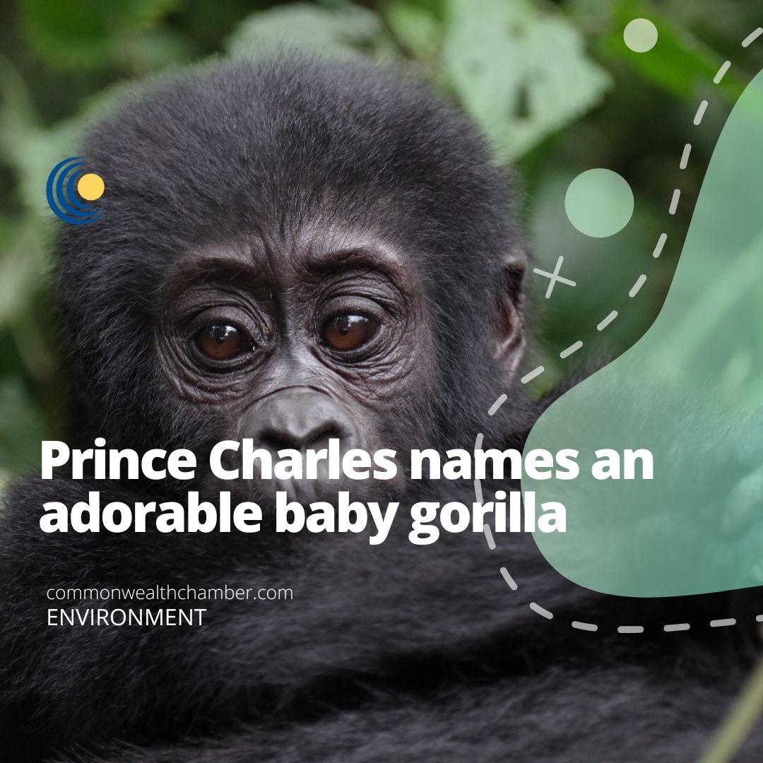 Prince Charles names an adorable baby gorilla
