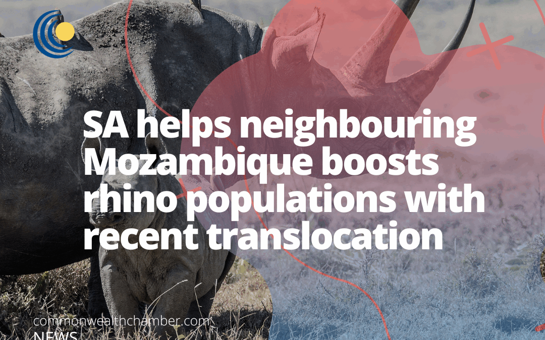 SA helps neighbouring Mozambique boosts rhino populations with recent translocation