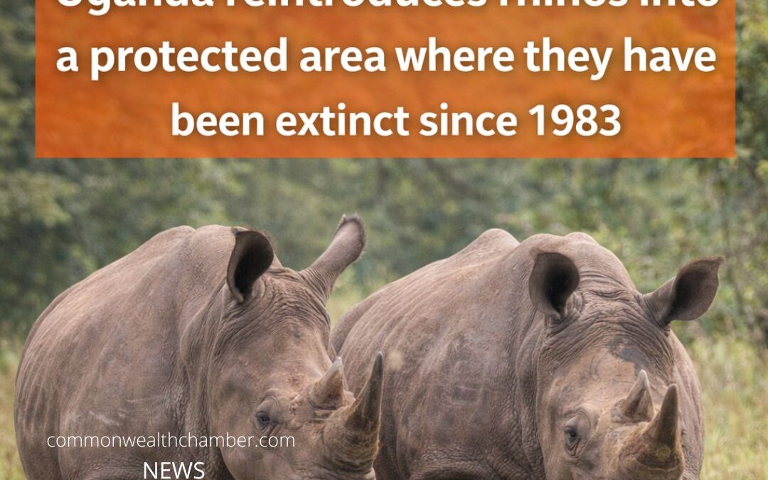 Uganda reintroduces rhinos into a protected area where they have been extinct since 1983