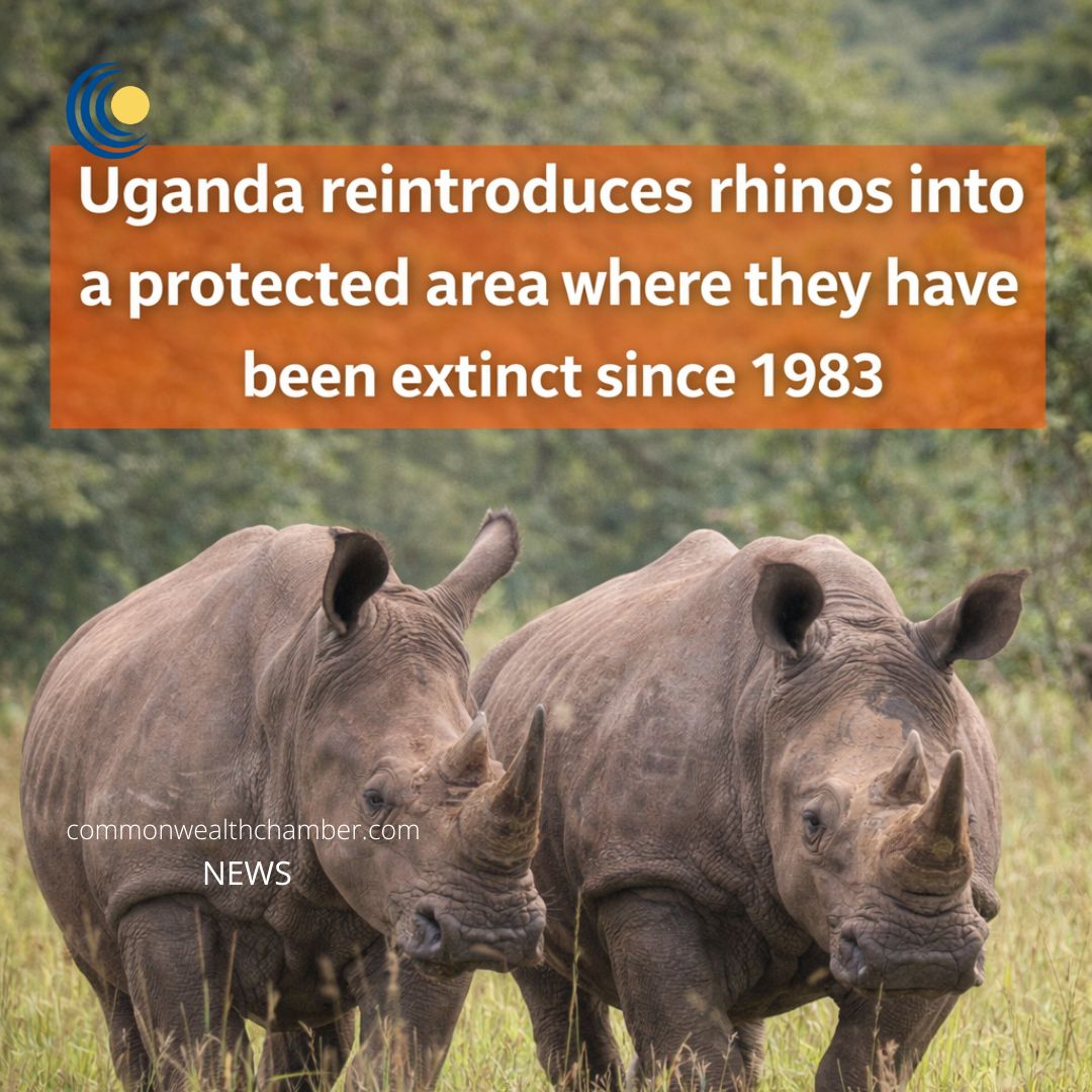 Uganda reintroduces rhinos into a protected area where they have been extinct since 1983
